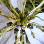 Schwarzkümmel - Samen an der Blütev