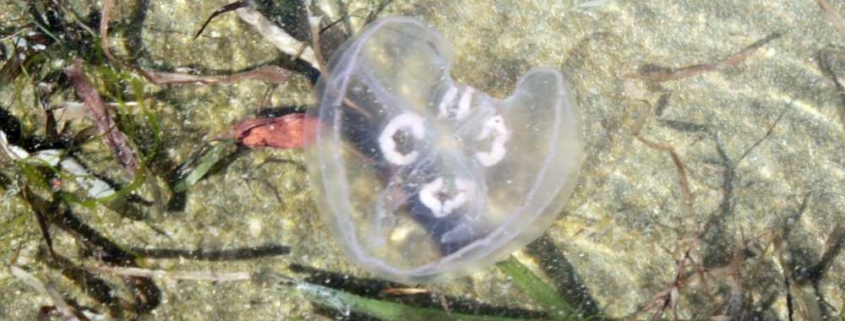 Jeder kann Plastik im Meer vermeiden